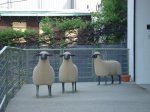 Sheep - entrance to FLCA