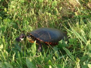 Block Island turtle